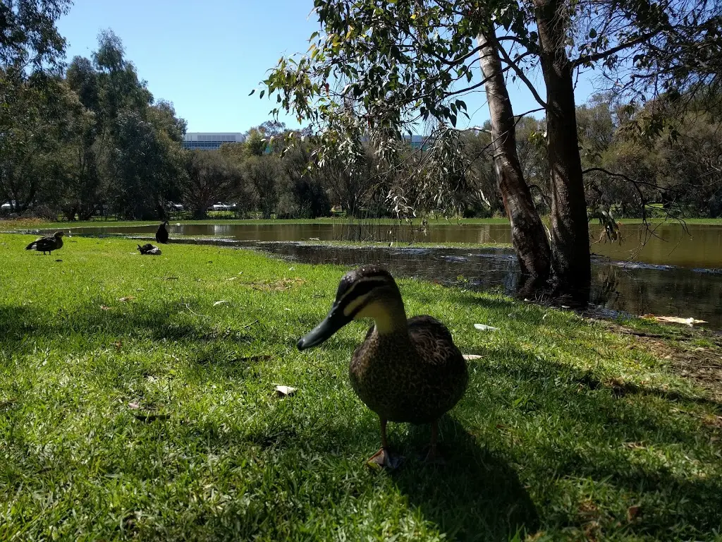 Glendalough Suburb Information, Holdsworth Real Estate Mount Hawthorn & Yokine