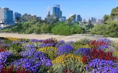 perth flowers